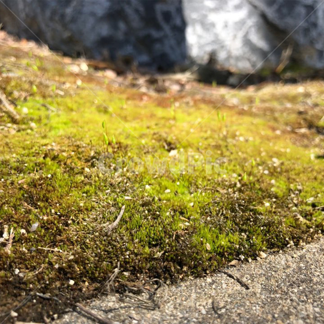 plant,식물,이끼,moss,녹색