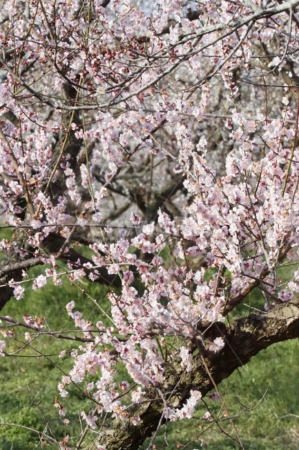 봄,매화,식물,자연,계절,초록,분홍,흰색,flower,spring,season,nature,나무,trees,화사함,아름다움,매실,매화꽃,pink,white,green,봄,계절,spring,season,식물,자연,plants,nature,꽃,flower,plant,blossom,cherry blossom,벚꽃
