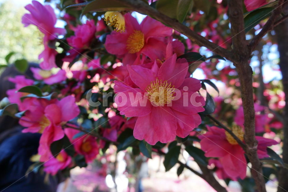 plant,식물,flower,blossom,꽃,제주도