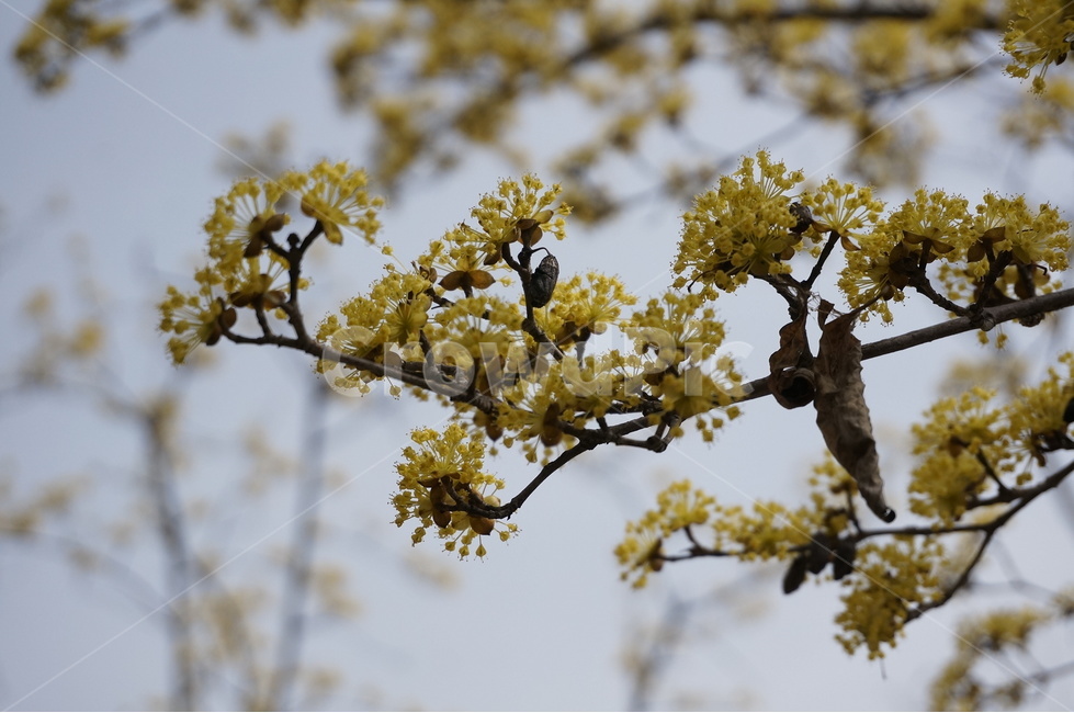 산수유,산수유나무,산수유꽃,노란색꽃,봄꽃,봄나무,식물,자연,plants,nature,꽃,flower
