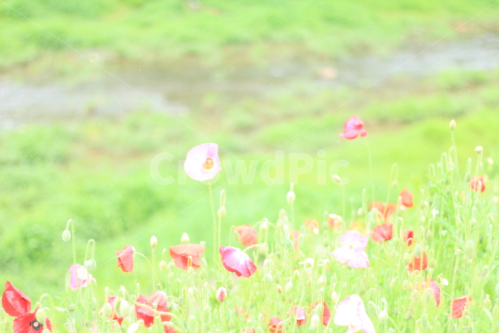 여름,시작,양귀비,위안,꽃,식물,자연,plants,nature,꽃,flower