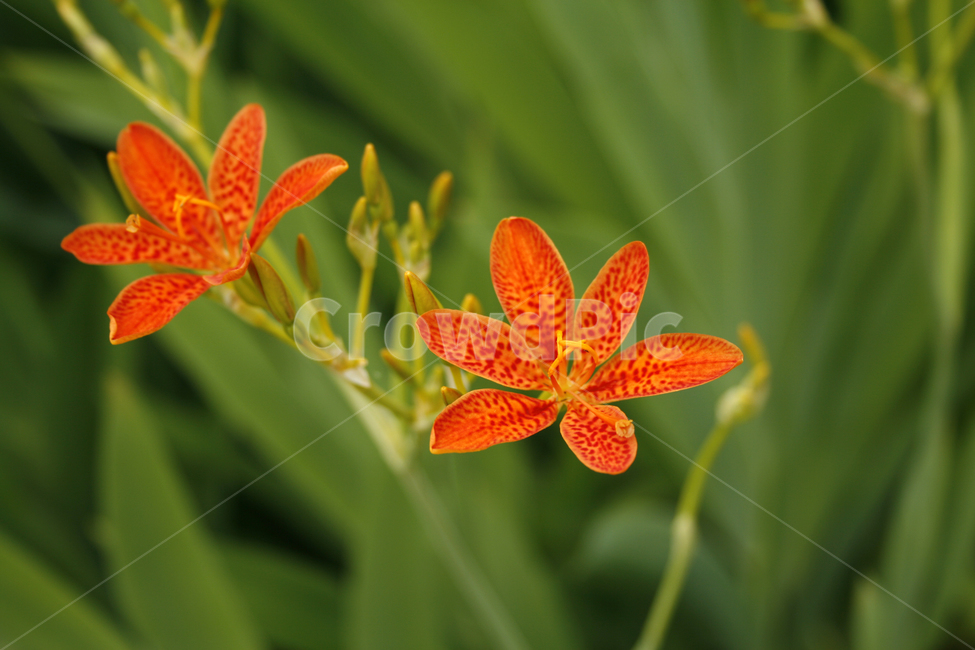 범부채,식물,flower,plants,nature,꽃,꽃봉오리,식물,자연,plants,nature,꽃,flower