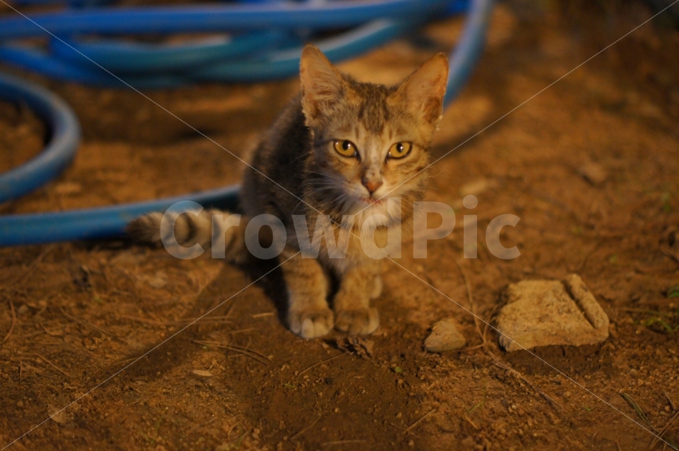 동물,고양이,냐옹,새끼,아기고양이,동물,animal,고양이,cat,kitten,kitty,포유류,mammal