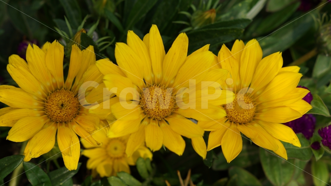 가자니아,꽃,꽃사진,식물,광양,식물,자연,plants,nature,꽃,flower