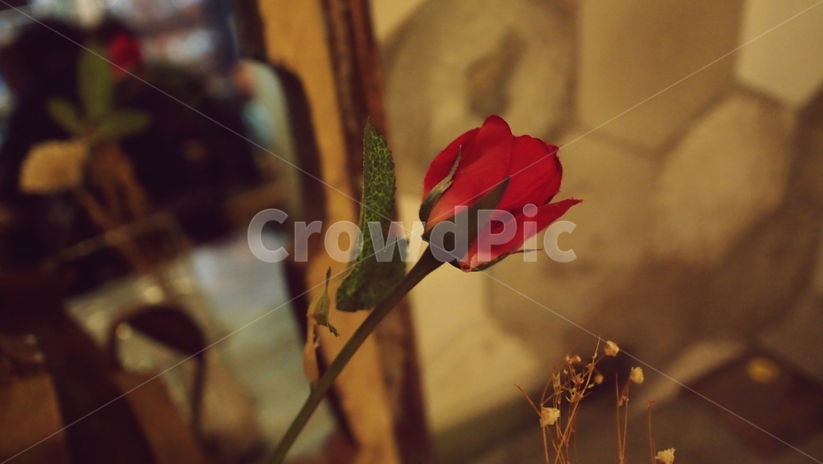 꽃,장미,flower,아름다운,우아한,nature,beautiful,season,식물,자연,plants,nature,꽃,flower