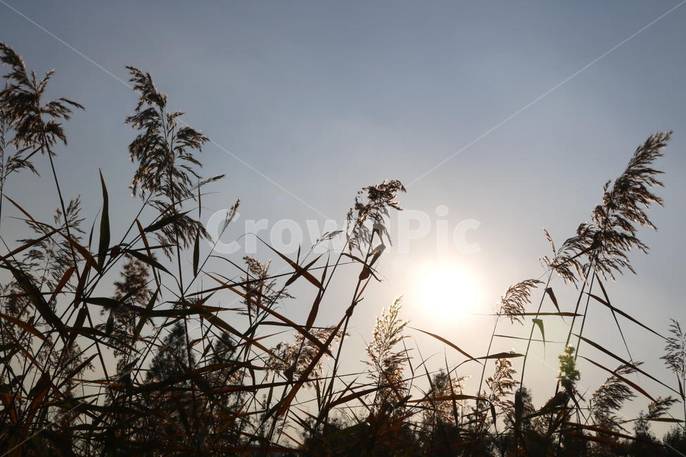 갈대,풀,가을,자연,태양,하늘,벼과,벼과식물,식물,가을,계절,fall,autumn,season,식물,자연,plants,nature,plant,grass,잔디,light,빛,flare,플레어