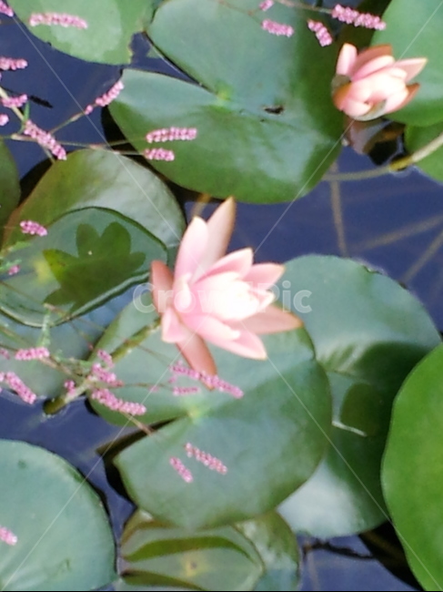 연꽃,꽃,연근,연잎,수련,식물,자연,plants,nature,꽃,flower
