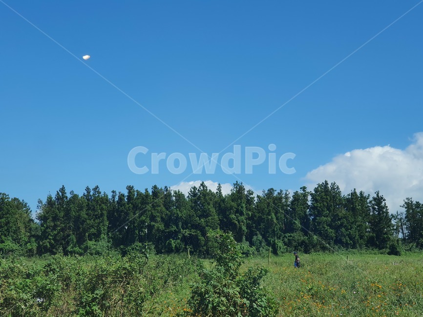 자연,nature,outdoors,전나무,tree,자연,풍경,nature,landscape,나무,plant,식물,fir,옥외