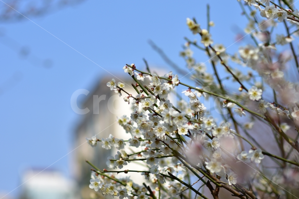 매화,꽃,흰색,봄,봄꽃,단아,청순,풍경,봄풍경,식물,자연,plants,nature,봄,계절,spring,season,꽃,flower,plant,blossom