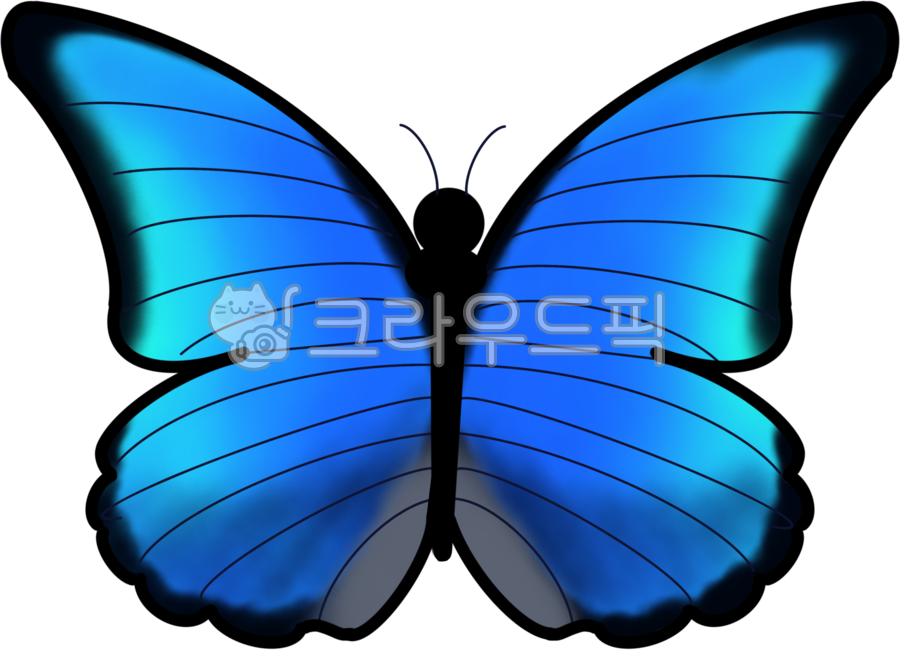 나비,곤충,파란나비,파랑나비,파란색,butterfly,blue