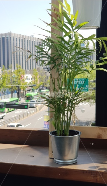 카페,화분,날씨,하늘,맑음,경치,실내용화초,화분,화초,house plant