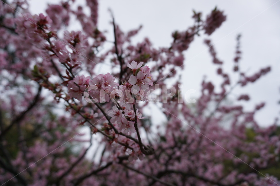 꽃,식물,풀,잎,자연,숲,봄,식물,자연,plants,nature,꽃,flower