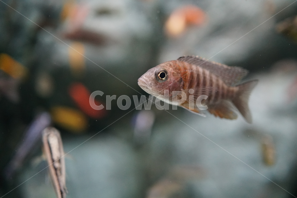 수족관,동물,물고기,animal,fish,생선,열대어,관상어,수중,물속,aquarium,아쿠아리움,헤엄,수영,동물,animal,어류,물고기,fish