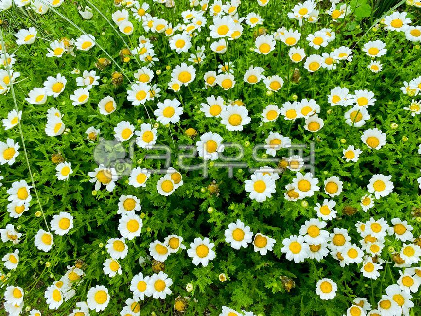 daisy, daisies, 데이지, 화이트, white, 사진,이미지,일러스트,캘리그라피 - Lalaa작가