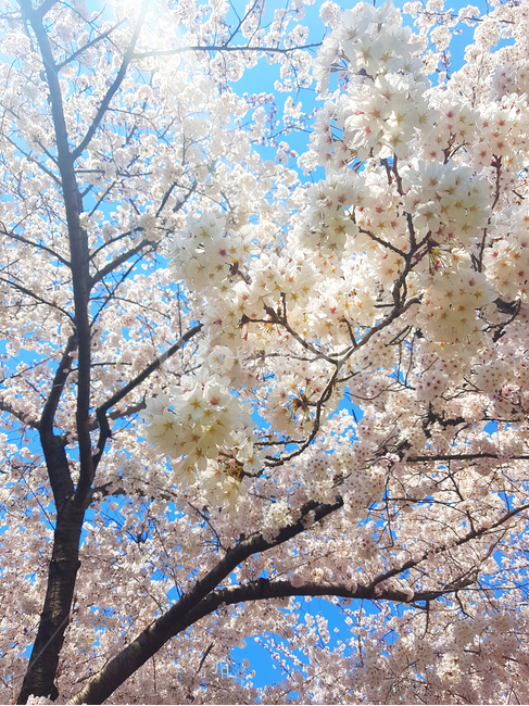 제주,벚꽃,왕벚꽃,푸른하늘,제주도벚꽃,봄,계절,spring,season,plant,식물