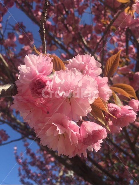 왕벚꽃나무,분홍색,수북한,만개,꽃,식물,자연,plants,nature,꽃,flower