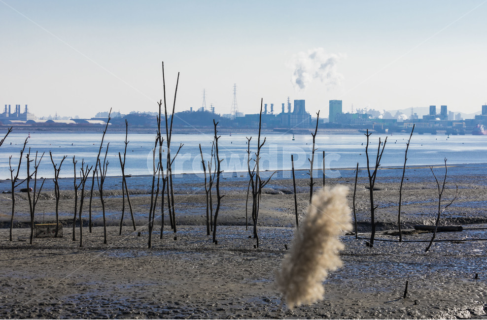 갯벌,바닷가,영종도,풍경,환경,갈대,자연,풍경,nature,landscape,해변,바다,beach,sea,water,물