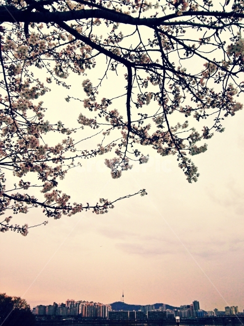 여의도,오후,벚꽃,한강,꽃,봄,계절,spring,season,도시,풍경,city,landscape,한국도시풍경,한국도시경관,korea cityscape,식물,자연,plants,nature,꽃,flower,plant,blossom