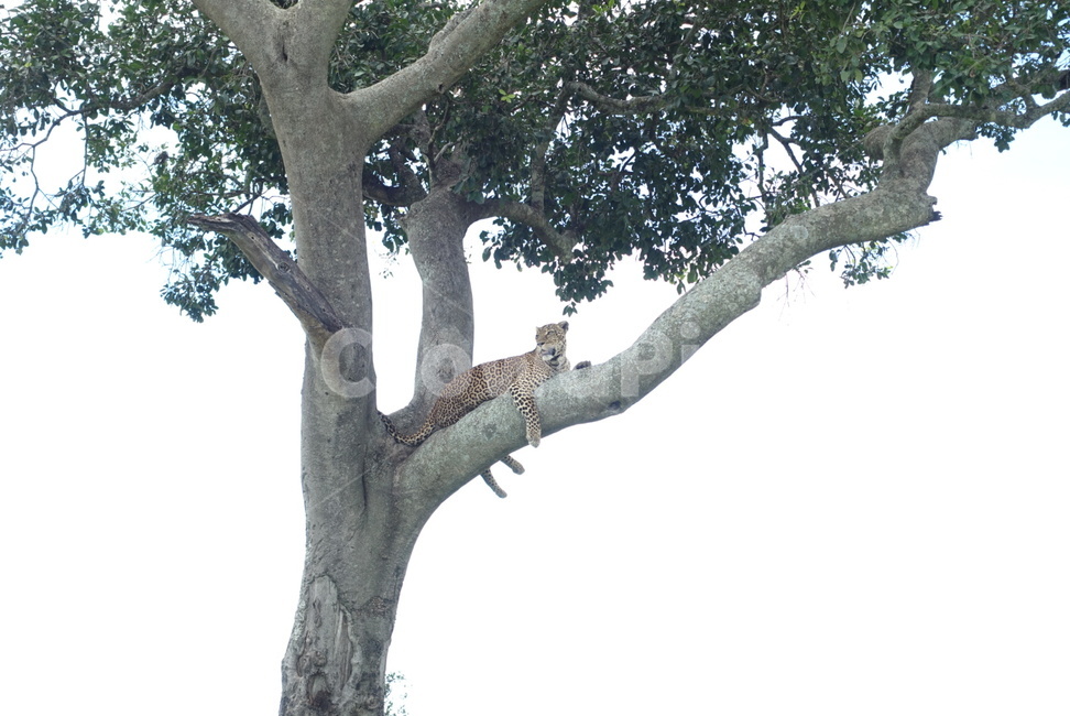 plant,식물,tree,나무,동물,야생,표범,leopard,animal,safari,africa,사파리,아프리카,초원,포유류,나무,trees,wood,동물,animal,포유류,mammal