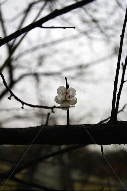 식물,plant,자연,nature,꽃,flower,매화,봄,spring,계절,식물,자연,plants,nature,꽃,flower