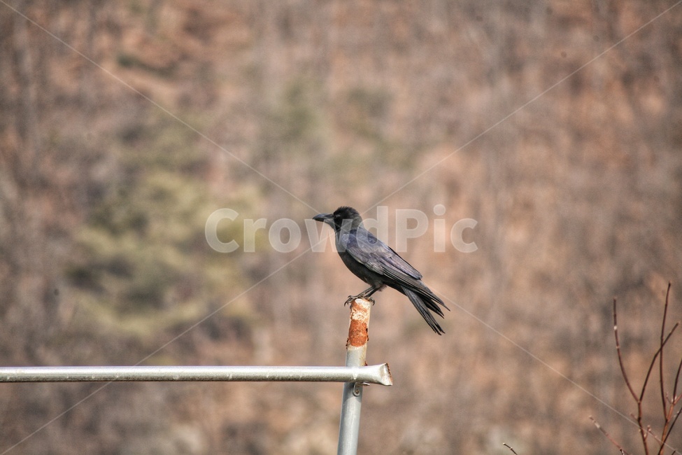 까마귀,새,조류,동물,animal,birds,동물,animal,조류,새,birds