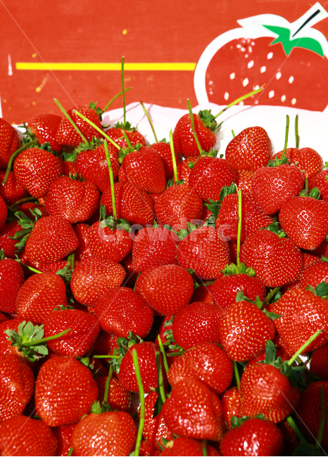 딸기,strawberry,red,과일,신선한,빨강,마켓,베리,건강,fresh,green,음식,식재료,요리,food,cook,meal,dishes,food reserves,과일,열매,fruit