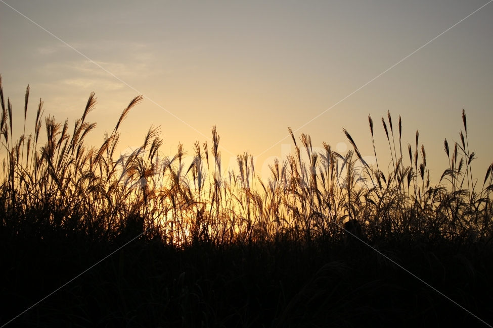 석양,가을,억새풀,자연,하늘,색감,일몰,억새,하늘공원,공원,수풀,자연,풍경,nature,landscape,가을,계절,fall,autumn,season,grass,잔디,plant,식물,lawn,reed,갈대