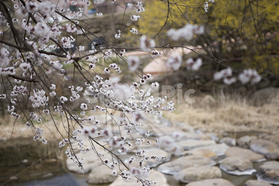 벚꽃,꽃,냇가,자연,풍경,나무,계절,season,spring,nature,식물,flower,trees,cherryblossoms,봄,봄,계절,spring,season,식물,자연,plants,nature,꽃,flower,plant