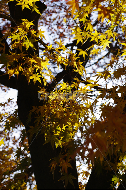 autumn,가을,나무,단풍,식물,가을,계절,fall,autumn,season,leaf,잎,plant