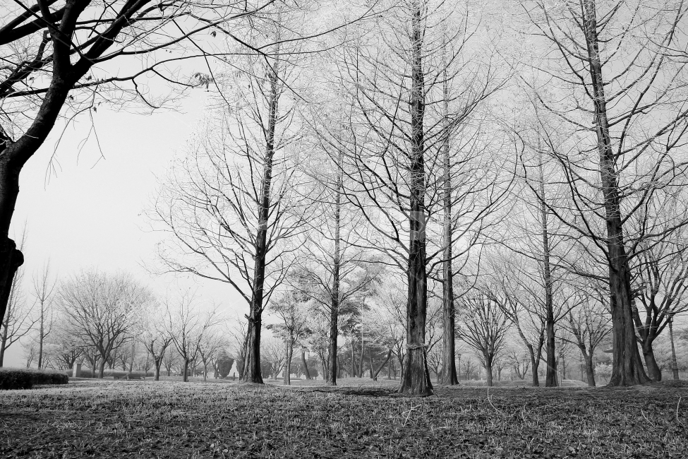 안개,겨울,모노톤,나무,눈꽃,자연,이미지,겨울,계절,winter,season,자연,풍경,nature,landscape,식물,plants,나무,trees,wood,흑백,모노톤,monochrome,black and white,ground,바닥,outdoors,옥외