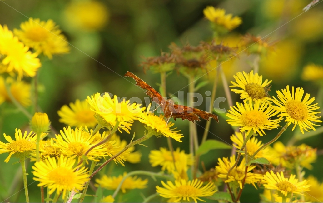 insect,곤충,animal,plant,식물,나비,식물,자연,plants,nature,꽃,flower,곤충,벌레,insect,bug