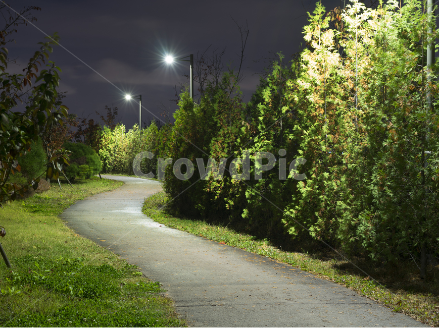 공원,가을공원,가을,야경,밤,자연,풍경,nature,landscape,야경,밤,nightscape,night,asphalt,아스팔트,road,도로,tree,나무,plant,식물,fir,전나무