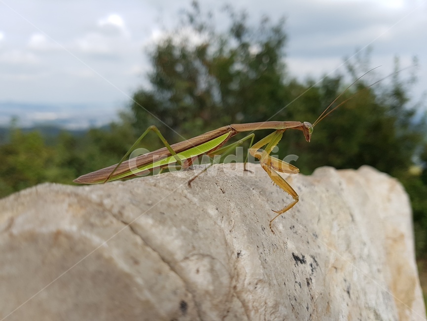 사마귀,곤충,풍경,자연,접사,동물,animal,곤충,벌레,insect,bug