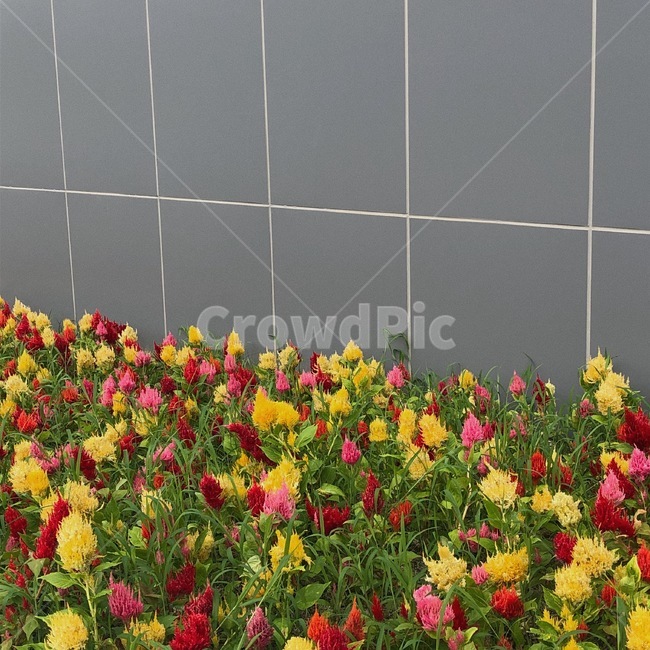 벽,꽃,맨드라미,flower,cockscomb