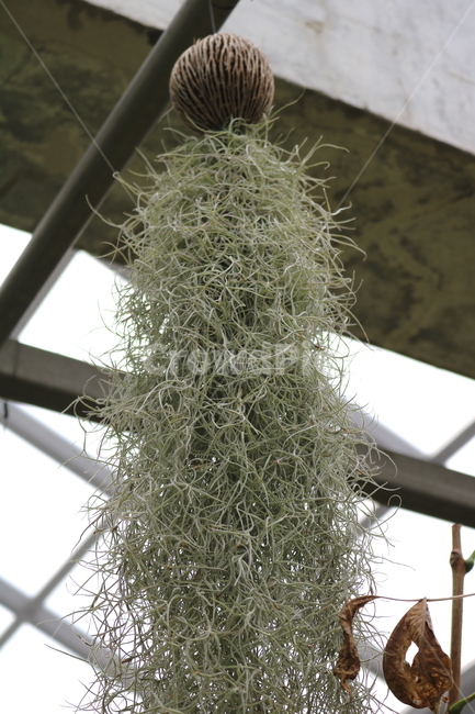 탈란드시아,수염탈란드시아,식물,열대식물,자연,식물원,식물,자연,plants,nature,실내용화초,화분,화초,house plant