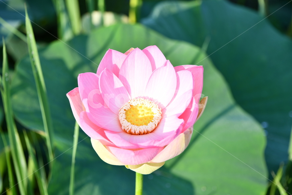 꽃,접사,연꽃밭,식물,자연,plants,nature,flower,분홍색,핑크색,연잎,연꽃