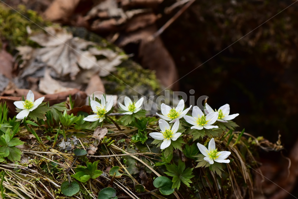 모데미풀,야생화,봄,꽃,풀꽃,자연,식물,식생,plants,nature,spring,season,flower