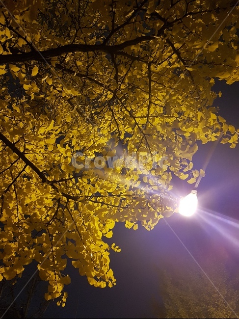 가을,은행,나무,노란,가로등,빛,반짝임,가지,가을,계절,fall,autumn,season,야경,밤,풍경,nightscape,night,landscape,flare,플레어,light
