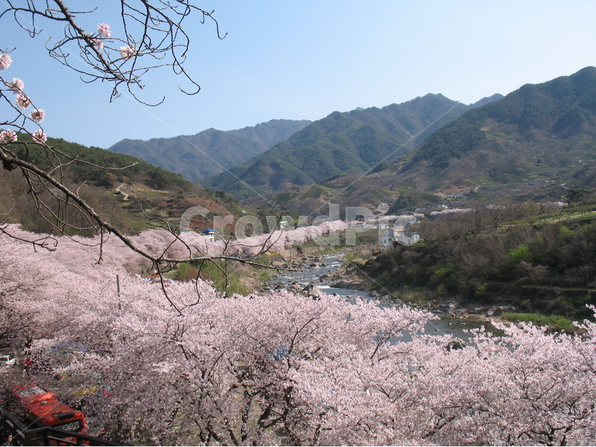 하동,쌍계사,십리벚꽃길,벚꽃축제,지리산,화개천,봄,계절,spring,season,자연,풍경,nature,landscape,한국자연풍경,한국자연경관,korea nature landscape,plant,식물,blossom,꽃,flower