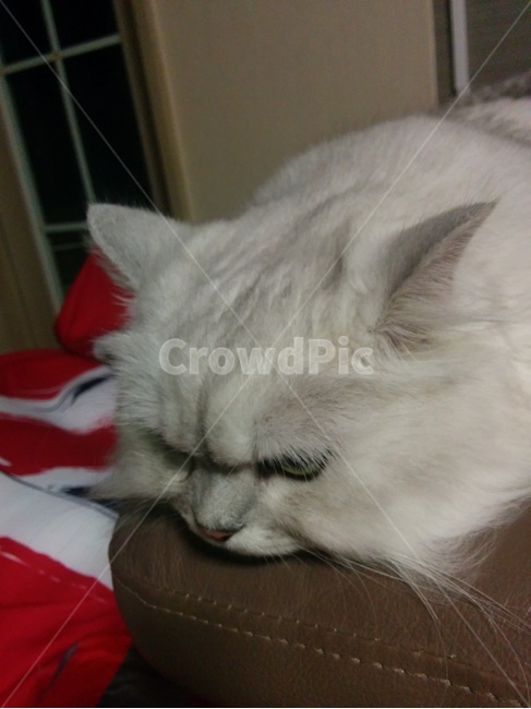 고양이,페르시안,동물,생각,친칠라,cat,pet,동물,animal,포유류,mammal,고양이,cat,kitten,kitty