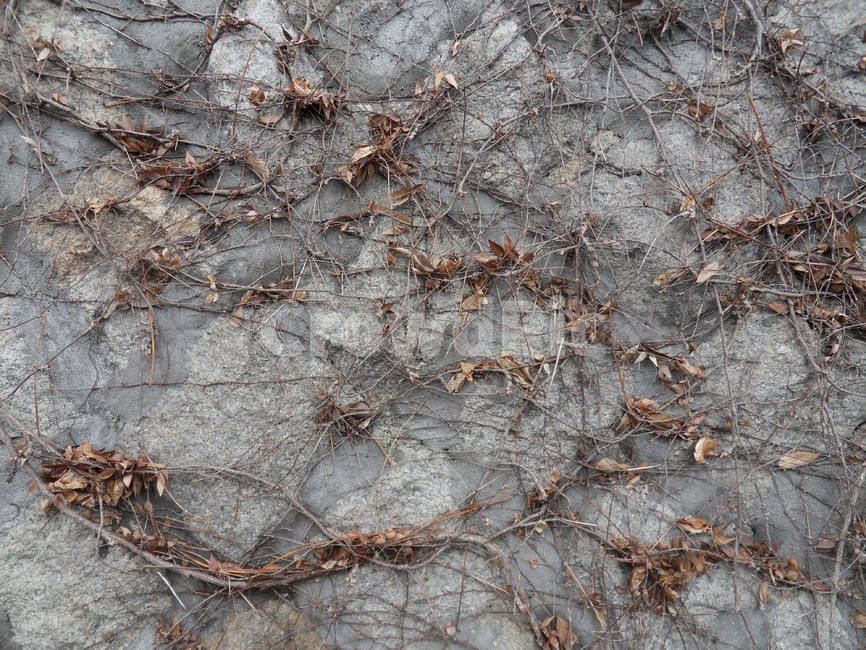 ground,바닥,rock,록,plant,식물,wall,벽,돌,texture,텍스쳐,회색,gray,vine,넝쿨,질감,거친