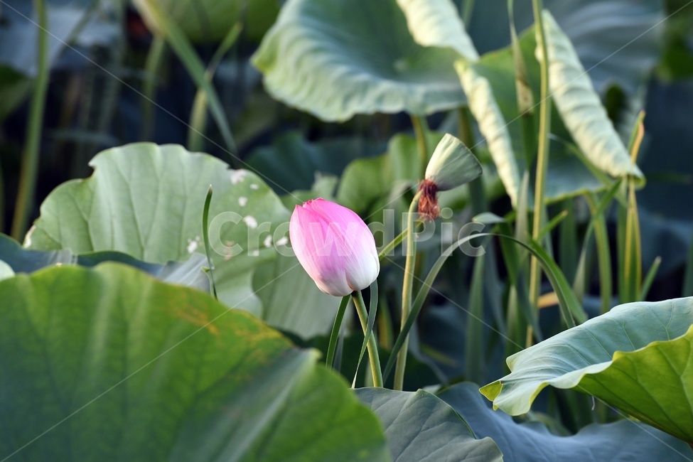 연못,수련,식물,자연,여름,정원,푸르른,물,수경식물,연못가,연못정원,plants,nature,연,연꽃,힐링,flower,감성,연잎,식물,자연,plants,nature,꽃,flower