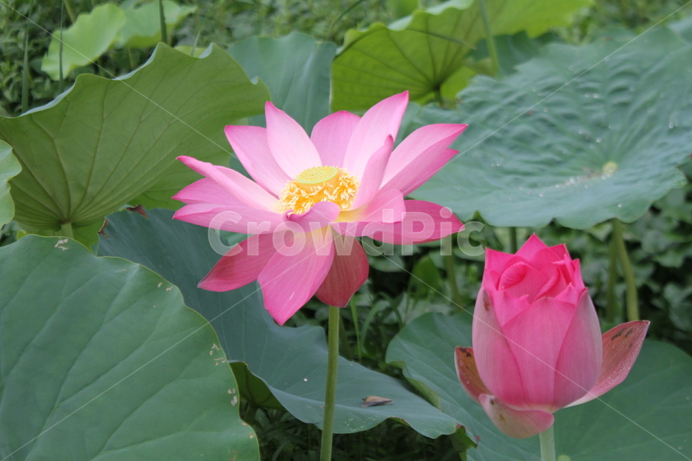 연,연꽃,lotus,식물,홍연,식물,자연,plants,nature,꽃,flower