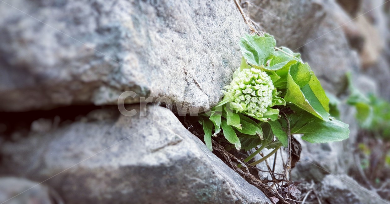 plant,식물,담장,wall,green