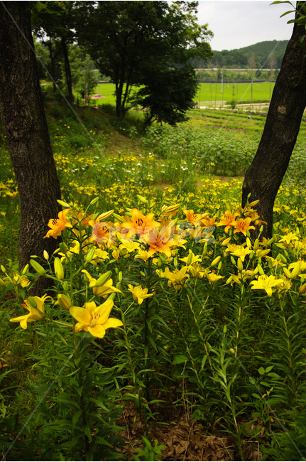백합,꽃,식물,flower,color,nature,자연,꽃밭,식물,자연,plants,nature,꽃,flower