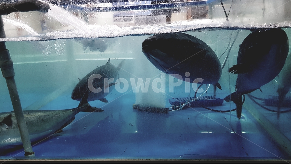 수족관,어항,물고기,fish,fishbowl,회,횟집,어류,물고기,fish,수산물,해산물,fishery products,seafood