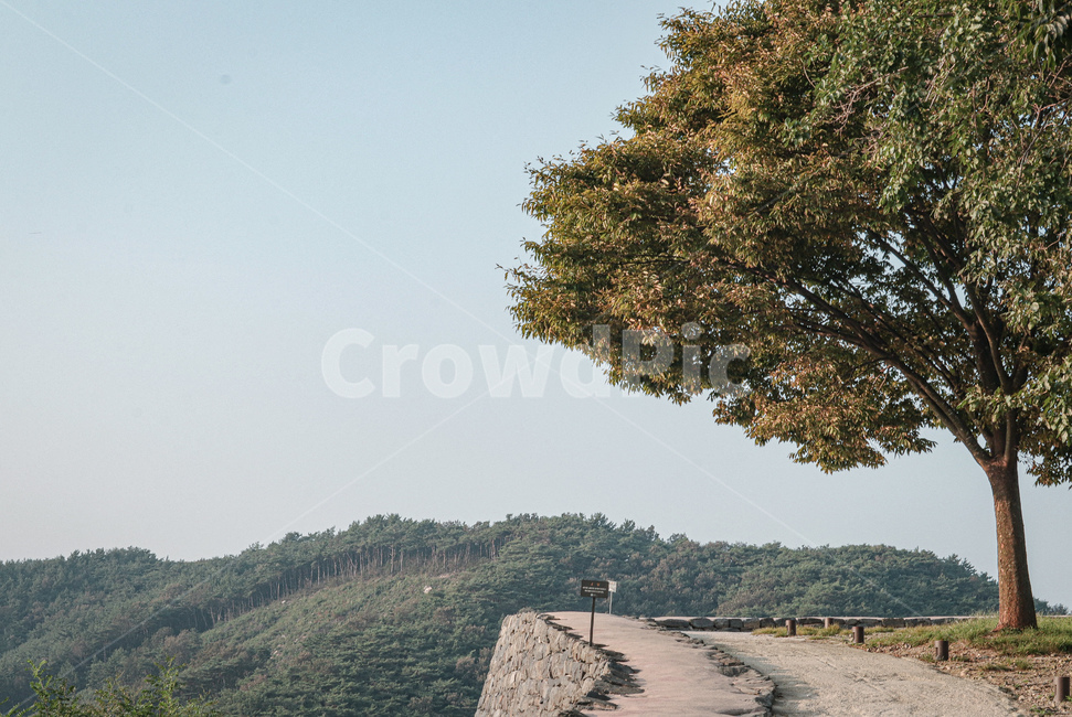 가을,나무,산책,감성,드라이브,tree,단풍,저녁,노을,plant,식물,자연,풍경,nature,landscape