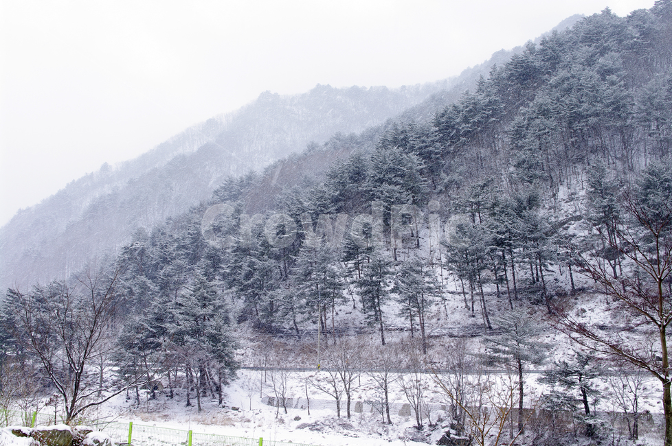 나무,식물,plant,겨울,winnter,설경,눈,겨울,계절,winter,season,자연,풍경,nature,landscape,outdoors,옥외,tree,fir,전나무