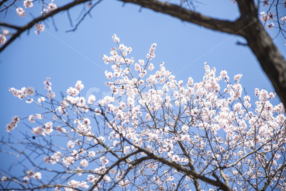 벚꽃,벚나무,봄,봄꽃,꽃,꽃나무,plant,식물,flower,blossom,식물,자연,plants,nature,꽃,flower
