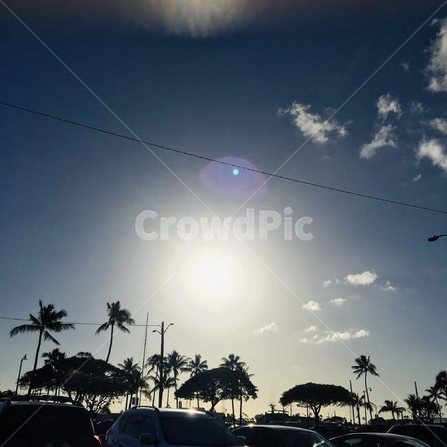 야자수,석양,light,빛,sun,sky,하늘,hawaii,usa,palmtree